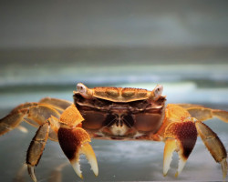 Pseudosesarma Crassimanum M