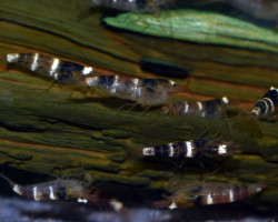 Caridina Sp. Black & White M