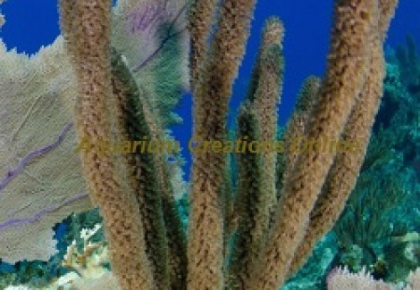 Gorgonia Sp. Branched M