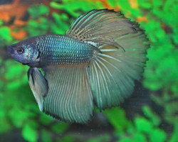 Betta Sp. Super Delta Maschio L