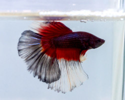 Betta Sp. Half Moon Butterfly Maschio Xl