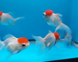 Car. Aur. Red Cap Telescope  8/10