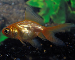 Car. Aur. Red Telescope 6/7