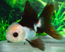 Car. Aur. Lionhead Black/White 6/7