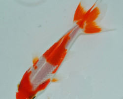 Car. Auratus Wakin Red/White 12/16