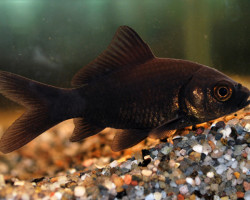 Car. Auratus Comet Black 10/12