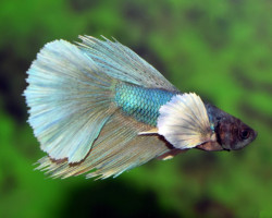 Betta Sp. Super Delta Dumbo Ear Maschio Xl