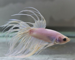 Betta Sp. Crowntail White Maschio Xl