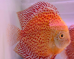 Discus  Snow Leopard L