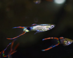 Poec. Wingei Snakeskin Green Maschio M