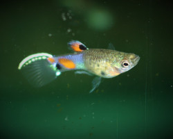 Guppywingei Snakeskin Blu Maschio M