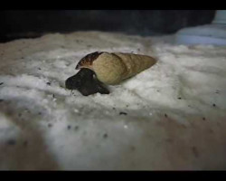 Tylomelania Sp. Pecfecta Chocolate 4-6