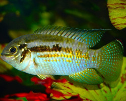 Laetacara Araguaiae M/L