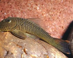 L187B Chaetostoma Formosae M/L