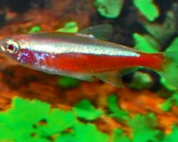 Paracheirodon Axelrodi Gold M