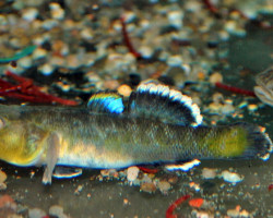 Chlamydogobius Eremius   S