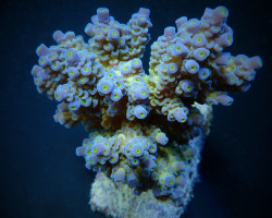 Acropora Tenuis (Blueish) M