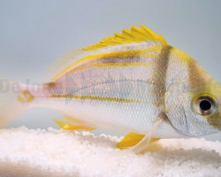 Anisotremus Virginicus - Allevato Europa M