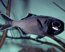 Anomalops Katoptron M