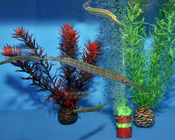 Aulostomus Maculatus Ml