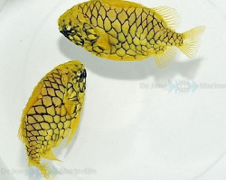 Cleidopus Gloriamaris S