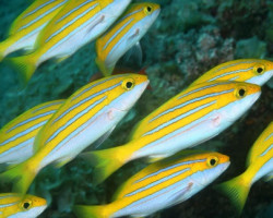Lutjanus Bengalensis Ml