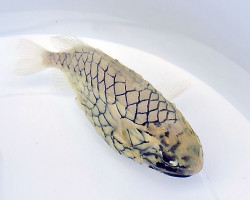 Monocentris Japonica Ml