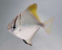 Monodactylus Argenteus - Allevato Europa M