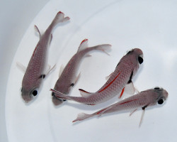 Myripristis Murdjan S