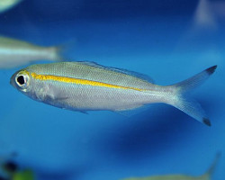 Pterocaesio Chrysozona M