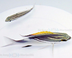 Scolopsis Bilineata M