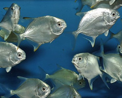 Trachinotus Blochii S