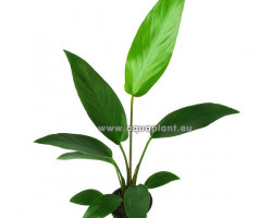 Anubias Hastifolia