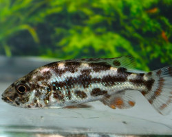 Nimbochromis Polystigma S/M