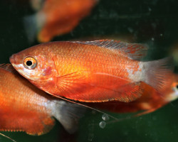 Trichogaster Chuna Red  L