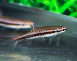 Copella Nigrofasciata S/M