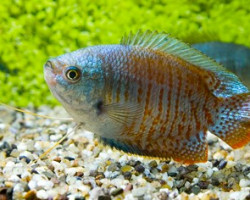 Trichogaster Lalius Neon (Maschi E Femmine)) M