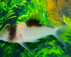 Corydoras Sp. Cw007 Xl