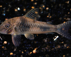 Corydoras Ellisae M