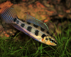 Dicrossus Maculatus Xl