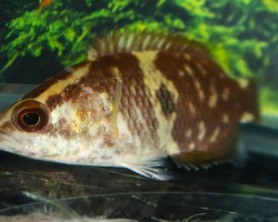 Ctenopoma Maculatum M