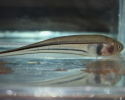 Eigenmannia Trilineata M/L