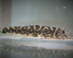 Gastromyzon Zebrinus L