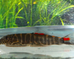 Gastromyzon Sp. Bloody Mary M