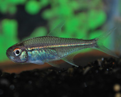 Hoplocharax Goethei M