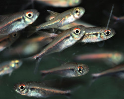 Hyphessobrycon Eschwartzae M