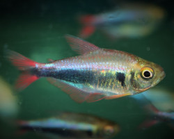 Hyphessobrycon Margitae M