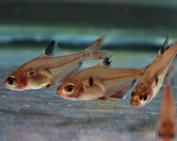 Hyphessobrycon Eques S