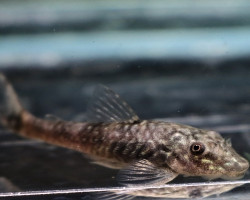 Parotocinclus Bahiensis M