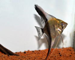 Guppy Double Sword Red (Maschi E Femmine) M/L